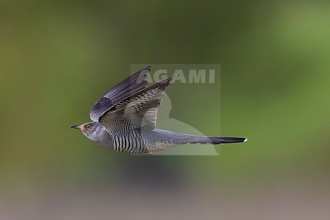 Common Cuckoo (Cuculus canorus) in Italy. stock-image by Agami/Daniele Occhiato,