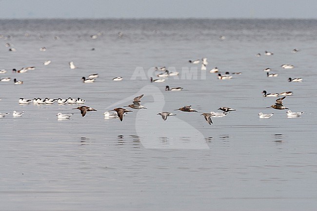 Rosse Grutto en Zilverplevieren vliegend boven zee; Bar-tailed Godwit and Grey Plover flying over sea stock-image by Agami/Marc Guyt,