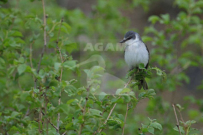 An adult male Ashy Minivet (Pericrocotus divaricatus) sitting in a bush stock-image by Agami/Mathias Putze,