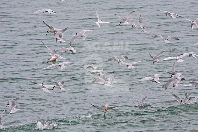 Dougalls Stern groep foeragerend; Roseate Tern flock foraging stock-image by Agami/Pete Morris,