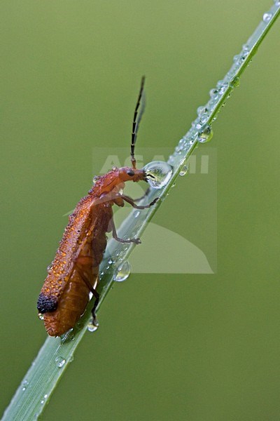 Drinkende Kleine rode weekschildkever, Drinking Common Red Soldier Beetle stock-image by Agami/Rob Olivier,