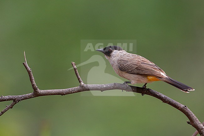 Sooty-headed Bulbul (Pycnonotus aurigaster) at Kaeng Krachan National Park, Thailand stock-image by Agami/Helge Sorensen,