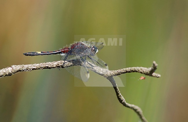 Imago Gevlekte witsnuitlibel; Adult Yellow-spotted Whiteface stock-image by Agami/Fazal Sardar,