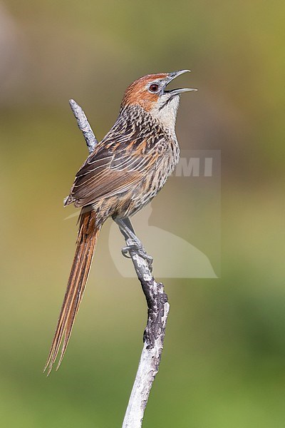 Cape Grassbird (Sphenoeacus afer), side view of an adult singing from a dead branch, Western Cape, South Africa stock-image by Agami/Saverio Gatto,