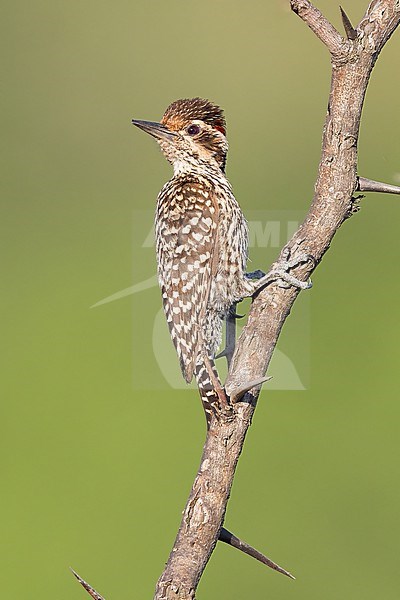 Checkered Woodpecker (Dryobates mixtus) Perched on the side of a branch in Argentina stock-image by Agami/Dubi Shapiro,