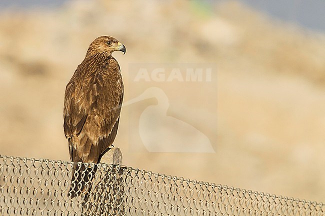 Eastern Imperial Eagle - Kaiseradler - Aquila heliaca, Oman, 3rd cy stock-image by Agami/Ralph Martin,