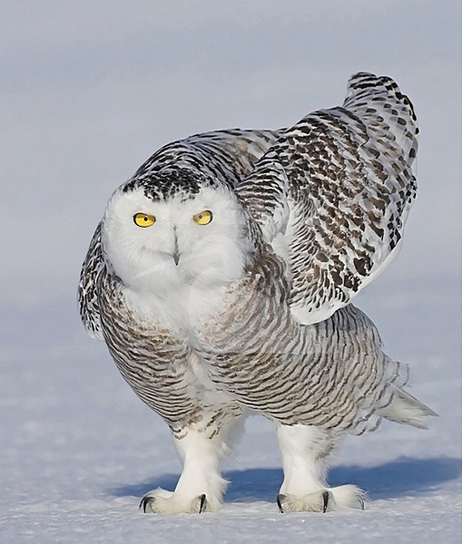 Sneeuwuil zittend, Snowy Owl perched stock-image by Agami/David Hemmings,