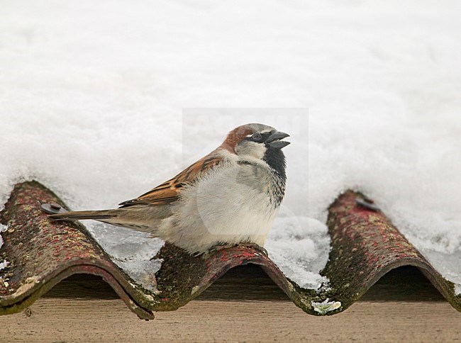 House Sparrow male in gutter, Huismus mannetje in dakgoot stock-image by Agami/Markus Varesvuo,