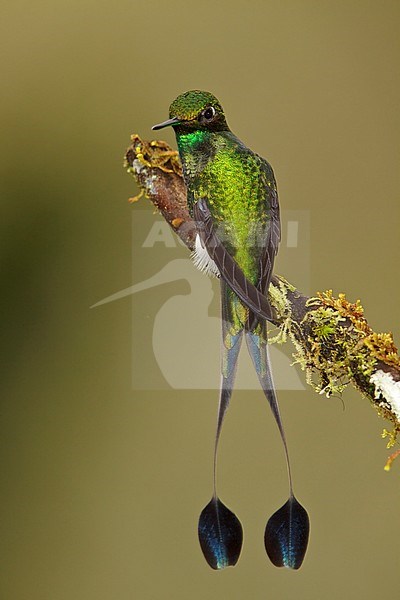 A Booted Racket-tail hummingbird (Ocreatus underwoodii) perched on a branch in the Tandayapa Valley of Ecuador. stock-image by Agami/Glenn Bartley,