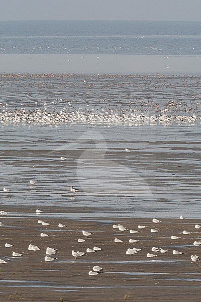 Grote groepen vogels in Westhoek; Bird flocks at Westhoek stock-image by Agami/Marc Guyt,