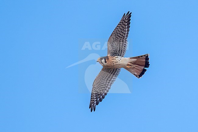 Adult male
Santa Barbara Co., CA
November 2023 stock-image by Agami/Brian E Small,