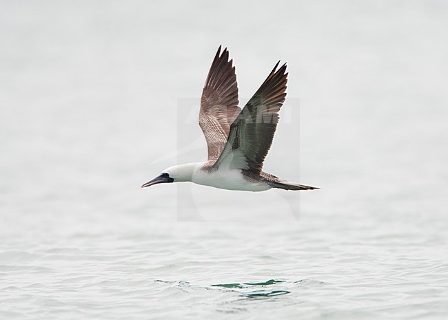 Humboldtgent, Peruvian Booby, Sula variegata stock-image by Agami/Marc Guyt,