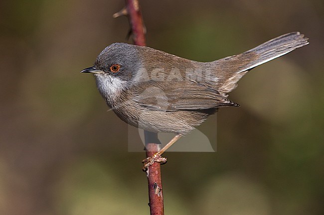 Vrouwtje Kleine Zwartkop; Female Sardinian Warbler stock-image by Agami/Daniele Occhiato,