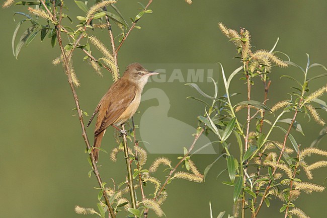 Grote Karekiet in wilg; Great Reed Warbler perched in willow stock-image by Agami/Chris van Rijswijk,