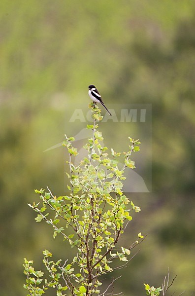 Gekraagde Klauwier , Common Fiscal, Lanius collaris stock-image by Agami/Marc Guyt,