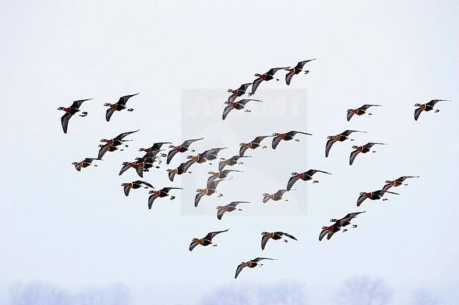 Grote groep Roodhalsganzen overwinterent in Bulgarije; Flock of Red-breasted Geese (Branta ruficollis) wintering in Bulgaria stock-image by Agami/Bas van den Boogaard,