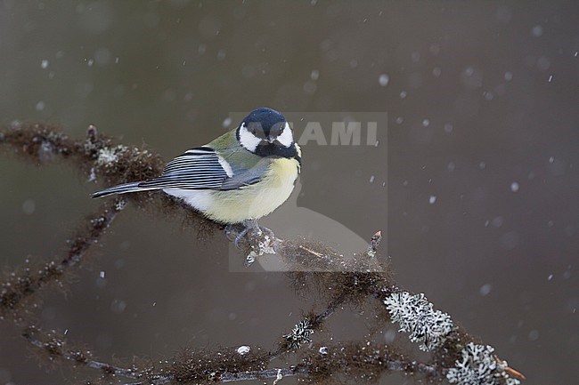 Great Tit - Kohlmeise - Parus major ssp. major, Finland, adult female stock-image by Agami/Ralph Martin,