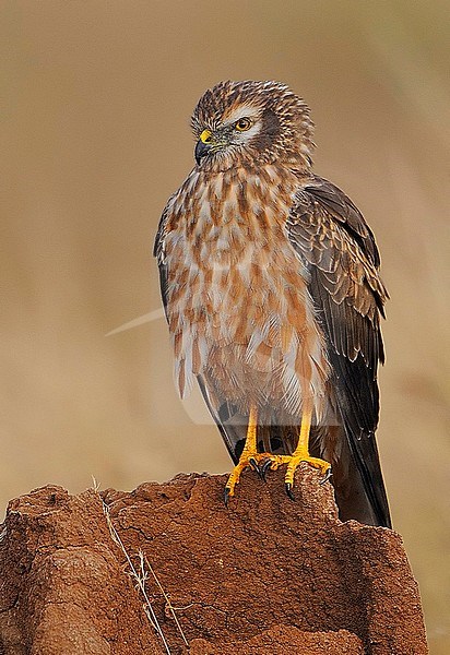 Wintering Montagu's Harrier (Circus pygargus) in India. stock-image by Agami/Clement Francis,
