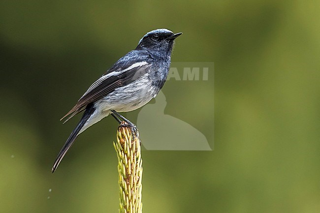 Adult male Blue-capped Redstart (Phoenicurus coeruleocephala) perched. stock-image by Agami/Daniele Occhiato,