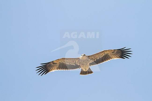 Eastern Imperial Eagle - Kaiseradler - Aquila heliaca, Oman, 2nd cy stock-image by Agami/Ralph Martin,