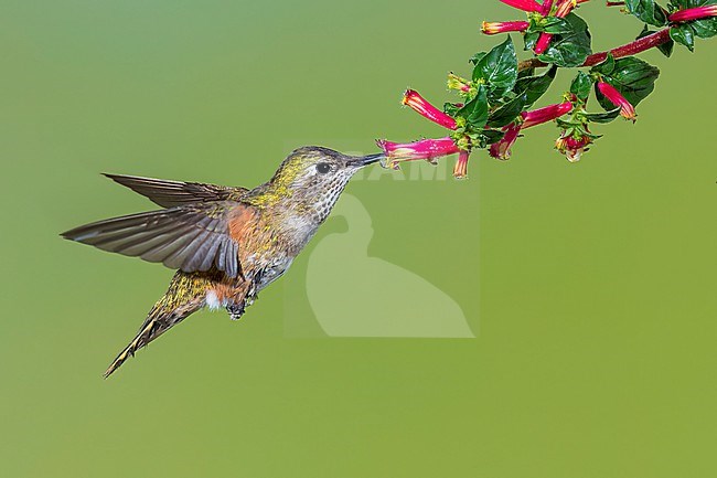 Adult female
Jefferson Co., CO
June 2023 stock-image by Agami/Brian E Small,