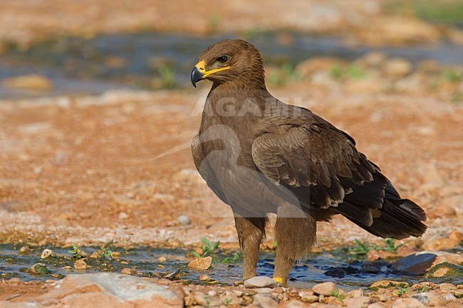 Onvolwassen Steppearend op de grond; Immature Steppe Eagle on the ground stock-image by Agami/Daniele Occhiato,