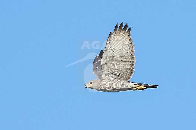 Adult
Pima Co., AZ
April 2024 stock-image by Agami/Brian E Small,