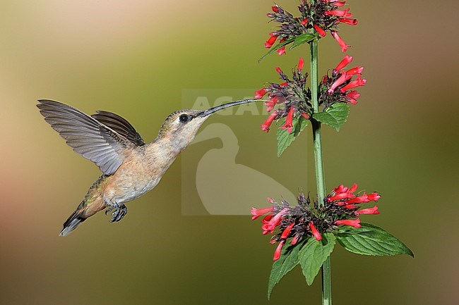 Adult female Lucifer Hummingbird (Calothorax lucifer)
Brewster Co., Texas, USA in September 2016 stock-image by Agami/Brian E Small,