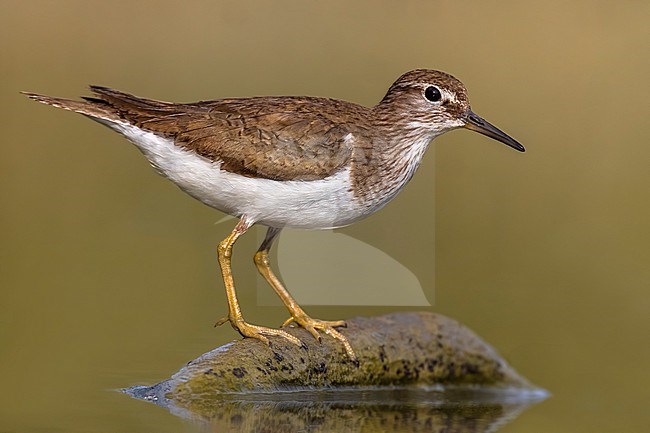 Common Sandpiper, Actitis hypoleucos, in Italy. stock-image by Agami/Daniele Occhiato,