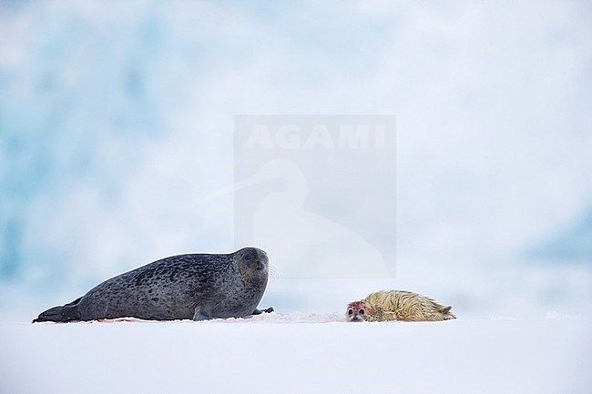 Adult Ringed Seal (Pusa hispida) with just born pub. stock-image by Agami/Pieter-Jan D'Hondt ,