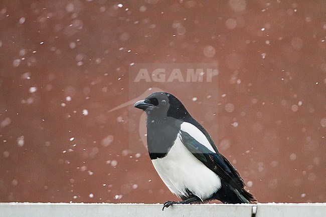 Eurasian Magpie (Pica pica) perched on garden fence during  snowfall stock-image by Agami/Menno van Duijn,