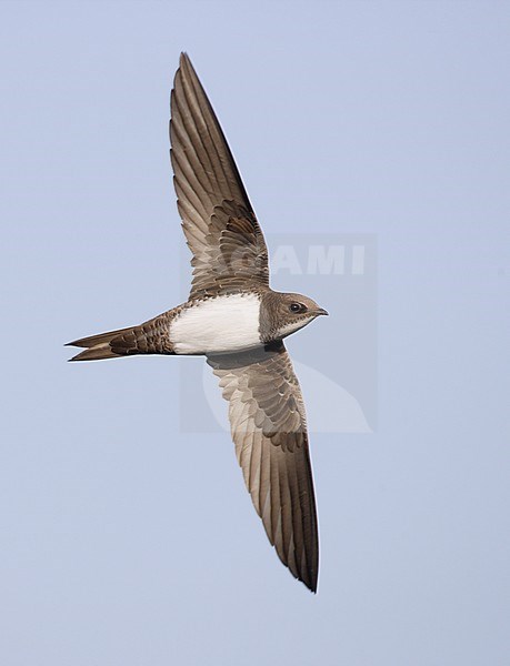 Alpengierzwaluw in vlucht, Alpine Swift in flight stock-image by Agami/Mike Danzenbaker,