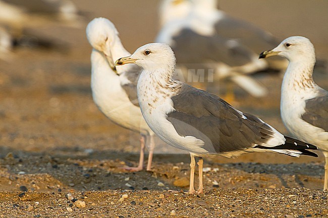 Heuglin's Gull - Tundramöwe - Larus heuglini, Oman, 2nd W stock-image by Agami/Ralph Martin,