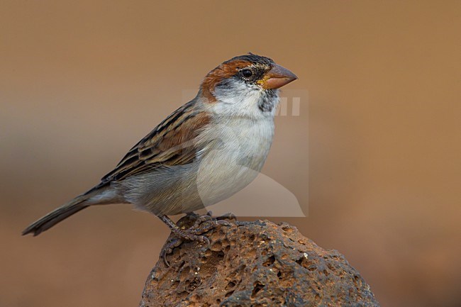 Mannetje Kaapverdische Mus; Iago Sparrow male stock-image by Agami/Daniele Occhiato,