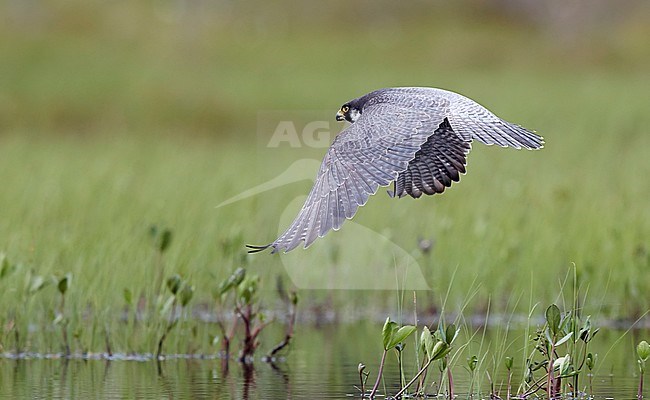 Peregrine (Falco peregrinus) Vaala Finland June 2017 stock-image by Agami/Markus Varesvuo,