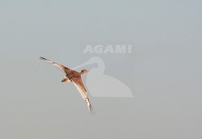 Little Bustard - Zwergtrappe -  Tetrax tetrax, France, adult female stock-image by Agami/Ralph Martin,