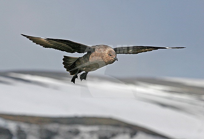 Adult South Polar Skua (Stercorarius maccormicki) on Antarctica. stock-image by Agami/Pete Morris,