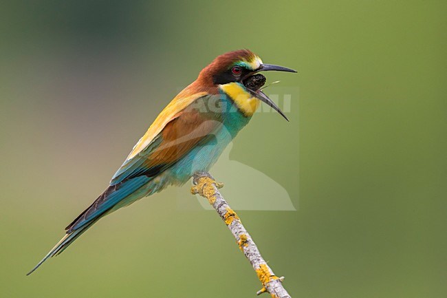 Bijeneter brakend, European Bee-eater throwing up stock-image by Agami/Daniele Occhiato,