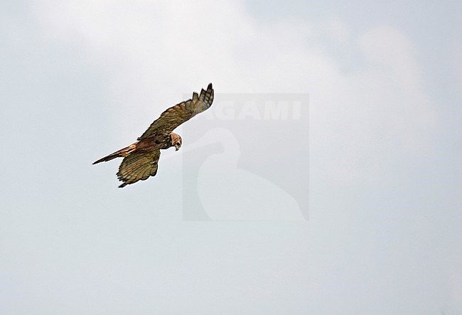 African Marsh Harrier (Circus ranivorus) in Uganda. stock-image by Agami/Pete Morris,