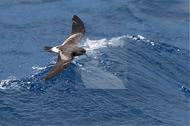 Moulting Grant's Storm Petrel (Hydrobates castro), also known as Band-rumped Storm-Petrel (Oceanodroma castro), flying off Banco de la Concepcion, Lanzarote, Canary Islands in Spain in spring. stock-image by Agami/Dani Lopez-Velasco,