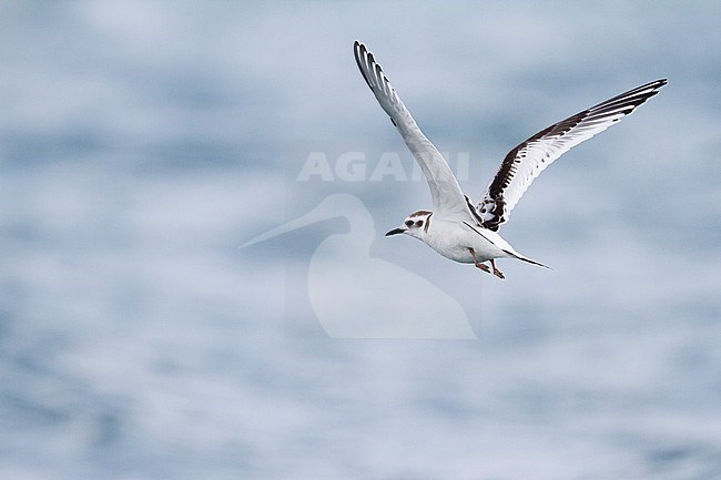 Dwergmeeuw, Little Gull, Hydrocoloeus minutus, Germany, juvenile stock-image by Agami/Ralph Martin,