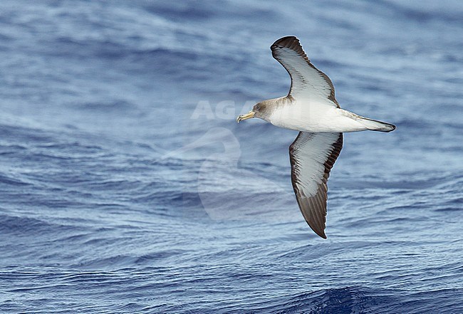 Cory's Shearwater (Calonectris diomedea) Madeira Portugal August 2012 stock-image by Agami/Markus Varesvuo,