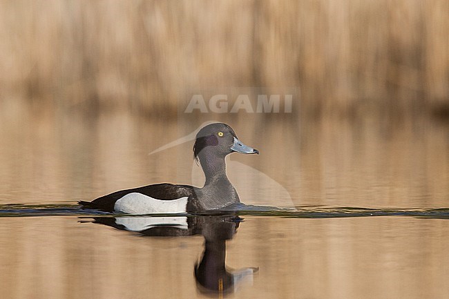 Zwemmende volwassen Kuifeend; Swimming adult Tufted Duck stock-image by Agami/Menno van Duijn,
