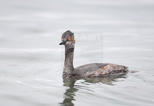 Geoorde Fuut, Black-necked Grebe stock-image by Agami/Markus Varesvuo,