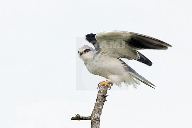 Grijze Wouw; Black-winged Kite, stock-image by Agami/Walter Soestbergen,