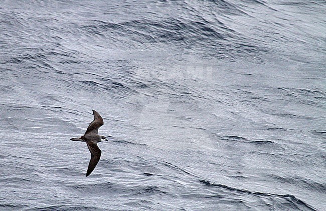 Black-winged Petrel (Pterodroma nigripennis) flying over the pacific ocean. stock-image by Agami/Pete Morris,