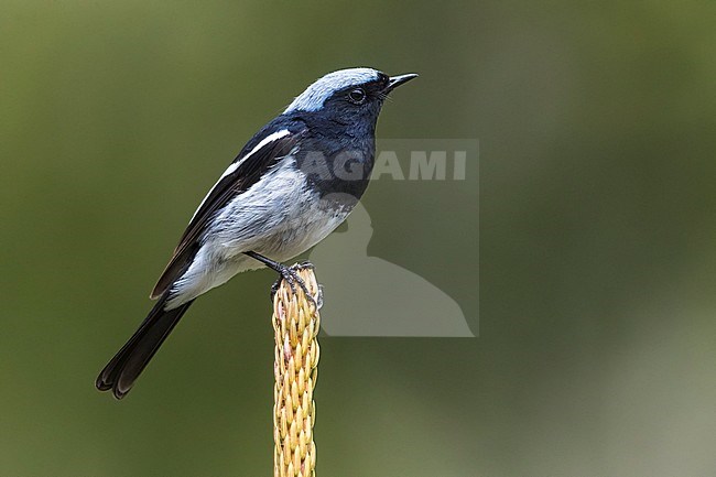 Adult male Blue-capped Redstart (Phoenicurus coeruleocephala) perched. stock-image by Agami/Daniele Occhiato,