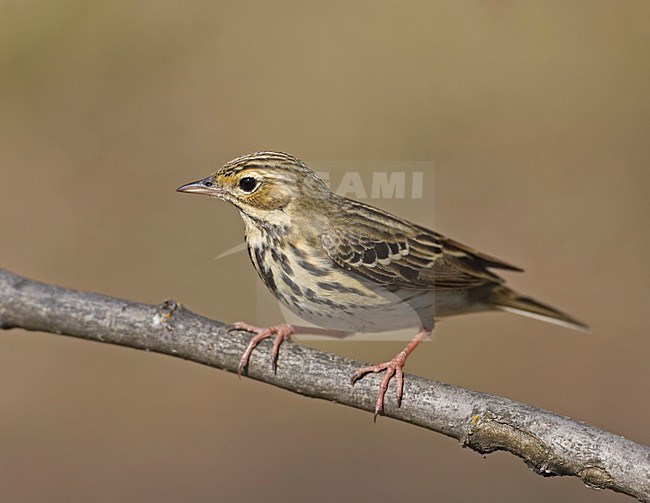 Zittende Boompieper; Tree Pipit perched stock-image by Agami/Markus Varesvuo,