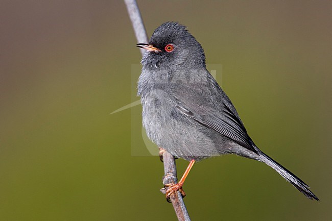 Sardijnse Grasmus; Marmora's Warbler; Sylvia sarda stock-image by Agami/Daniele Occhiato,