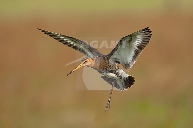 Volwassen mannetje Grutto in vlucht; Adult male Black-tailed Godwit in flight stock-image by Agami/Arie Ouwerkerk,